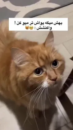 #بهش.میگه.یواشتر.میو.کن.واکنشش😁😍😋