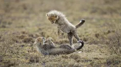 baby-cheetah