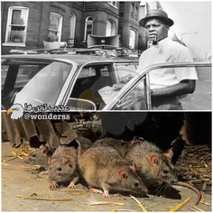 در دهه 60 محلات فقیرنشین واشنگتن پر از موش بود و مسوولان 