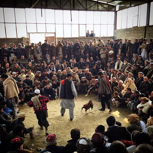 Cock fight Friday in Darulaman, on Kabul's southern outsk