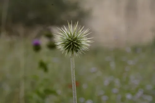 نوعی کنگر..........عکاس: خودم