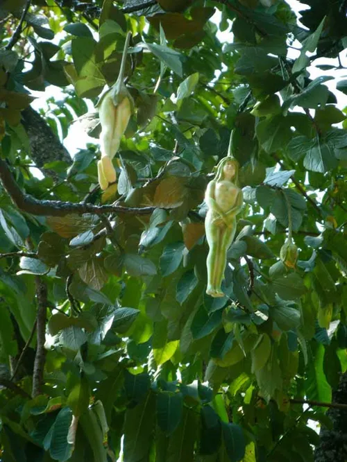 درختی در تایلند با میوه ای عجیب ( میوه به شکل دختر)