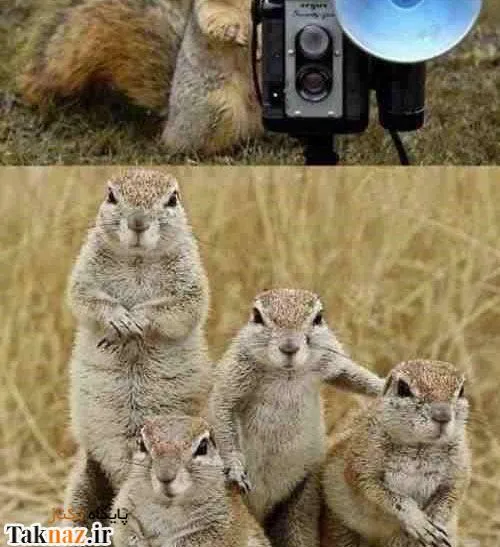عکس خانوادگی سنجاب ها