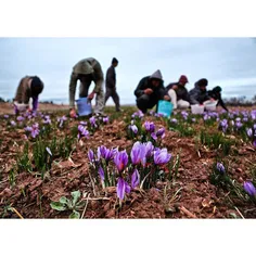 Saffron harvest in Torbat e Heydariye 