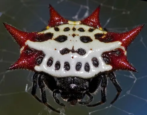عنکبوتی زیبا به نام جواهر به این نوع عنکبوت، عنکبوت خاردا