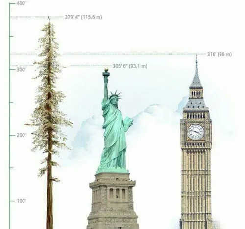 بلندترین درخت روی زمین هایپریون نام درخت بومی کالیفرنیا ب