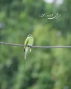 هر بار که پدرم برنج جدیدی می خرید ، مادرم پیمانه را کمتر 