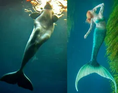 منشا افسانه ی پری دریایی ، شباهت این موجود خیالی به نهنگ 