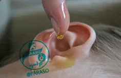 برای درمان عفونت گوش به مدت ۳ شب ، ۲تا۳ قطره عسل در گوش ب
