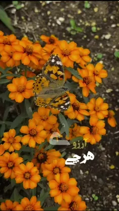 سلام صبحتون بخیر