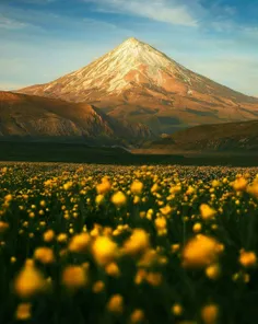 کوه دماوند.... دشت های پراز گل 🌻🌻🌻🌻🌻🌼🌼🌼💮💮💮#طبیعت