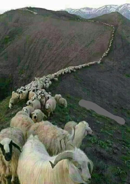 تصویری زیبا از کوچ گوسفندان در روستای کنگلو در سوادکوه