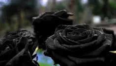 این گل رز سیاه یا گل مرگ نام داره بسیار کمیاب فقط در یه ر