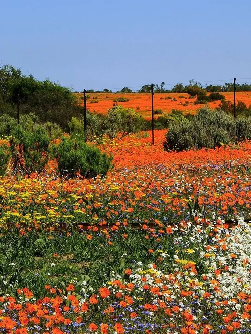 طبیعت زیبا گل زیبا ،