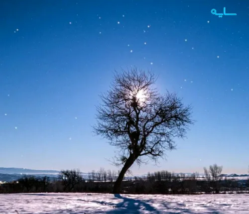 تصویری زیبا از درختان🌳