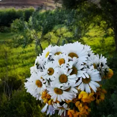 عشق اعلاست اگر یار حسینی باشد...