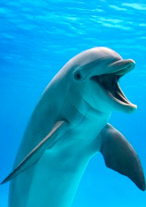 dolphin دلفین