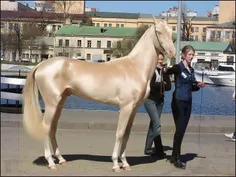قشنگ ترین اسب ترکیه