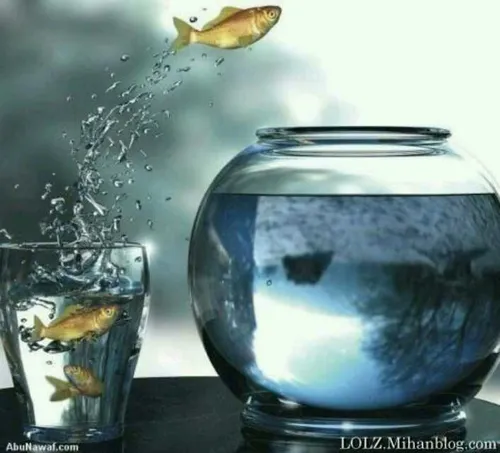 برای ماهی