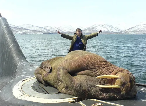 شیرماهی عظیم الجثه در حال استراحت بر روی زیردریایی روسی!