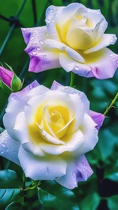 تو را   یاد آورم   آن عهد   دیرین