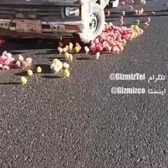 تصادف جوجه رنگی ها 😂🐤