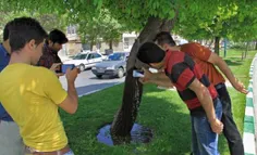 بیرون زدن آب از دل درختی در ایران
