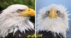 دلیل اینکه بعضی ها فقط از نیمرخ عکس میندازن😅 😂 