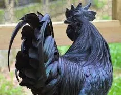 مرغ و خروس کاملا سیاه. 