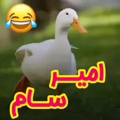 فقط اون اخریه که شیرجه زد رفت داخل😂