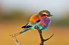 رنگی ترین پرنده دنیا !