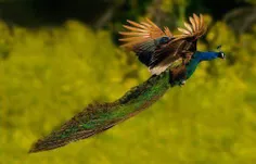 تصویری از پرواز طاووس