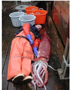 ماهی مرکب هومبولت