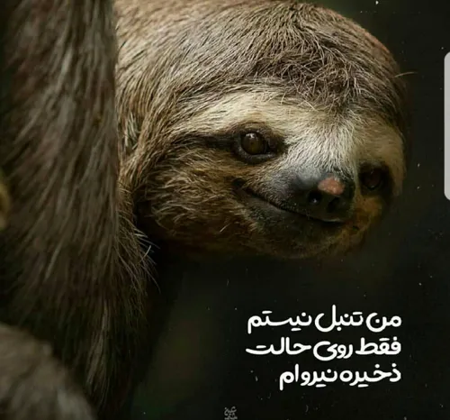 من تنبل نیستم