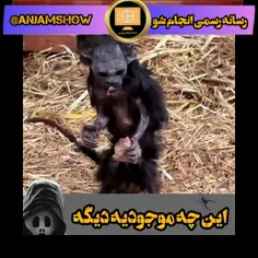 موجود ناشناخته جدید😱