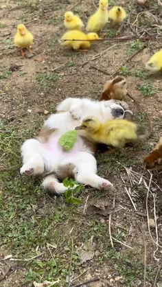 بازی کردن جوجه ها🐥🐤🐣