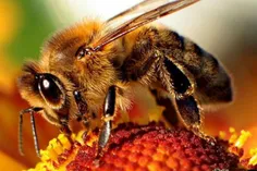 زنبورهای عسل در طول عمر خود نمیخوابند.
