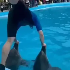 دیدنیها با دلفینها 😘😘😘😘