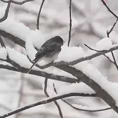 ❄️سپیده‌ی هر صبح، شروع خوبی‌