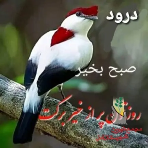 مذهبی edfggg 32386936 - عکس ویسگون