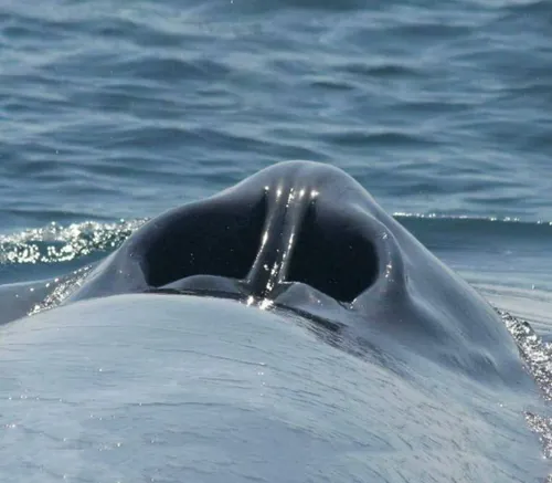 سوراخ تنفسی نهنگ آبی یا همون بینی