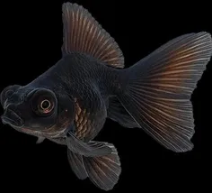 ✅ فقط ماهی ها چشم تلسکوپی ندارند❗