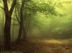 #طبیعت#جنگل#مه