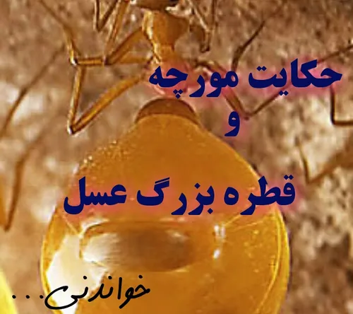 قطره عسلی بر زمین افتاد...