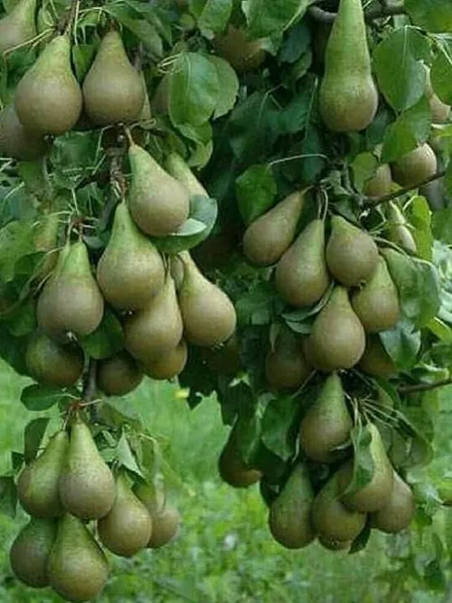 خوراکی میوه ها ،