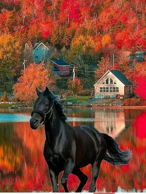 حیوانات اسب زیبا تصویر پس زمینه ،