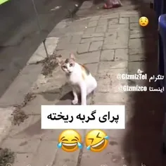 پشماش ریخته😂😂😂😂