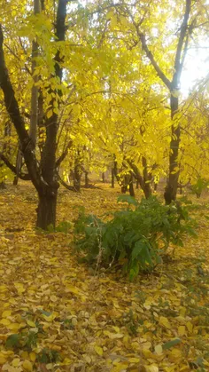 🍁 پاییز #طالقان