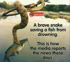 یک مار شجاع  جانِ یک ماهی را از غرق شدن نجات میدهد!
