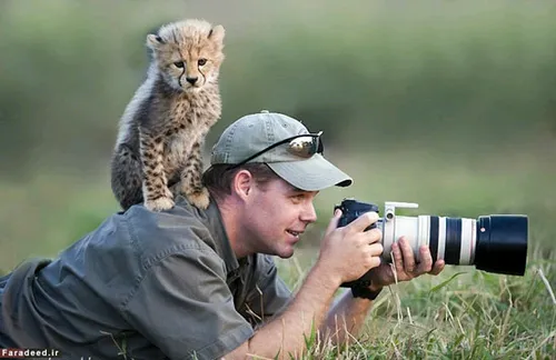 عکاسی دریک وجبیِ حیوانات درنده!